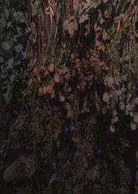 雀鸟拉屎在头上什么意思