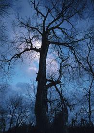 夜巡是什么