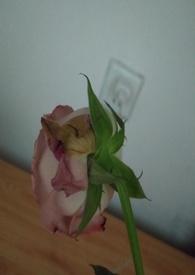 渣女做法